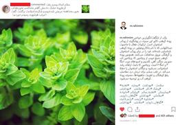 تأیید خواص آویشن کوهی از نگاه مردم