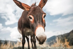 بهترین و بدترین🐴 های موجود در baزار