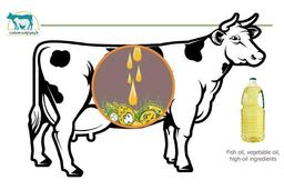 چه مقدار چربی فعال در شکمبه را می توان در رژیم غذایی گنجاند؟