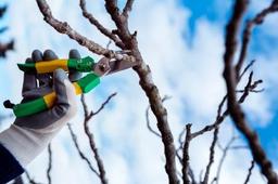 چگونگی هرس کردن درخت هلو