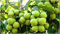 گردو خوشه ای کوپه ای