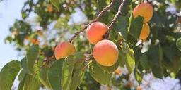 معرفی زردآلو عسگرآبادی