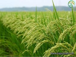 برنج هاشمی گیلان درجه یک فوق اعلا چه فوایدی دارد؟