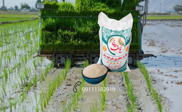 کیفیت برنج طارم درجه یک