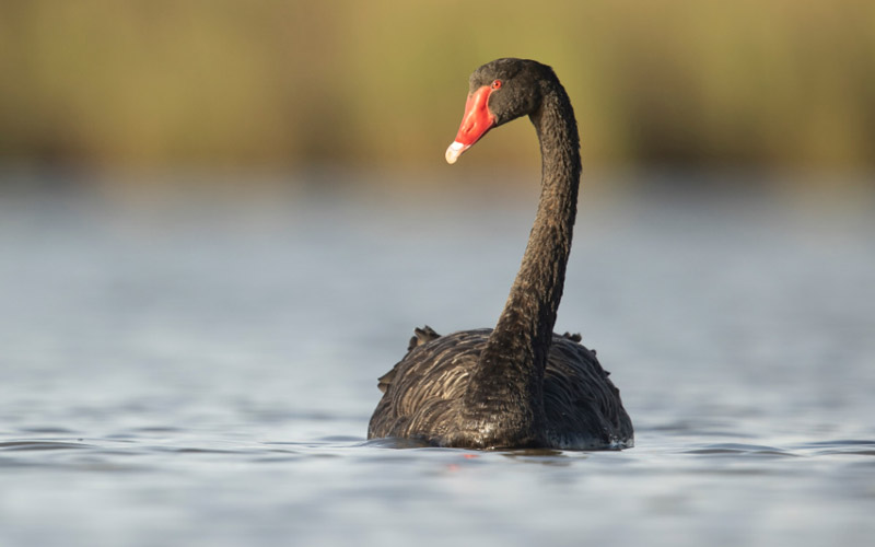 یک دستگاه قوی سیاه - بدون رنگ و خط خش
