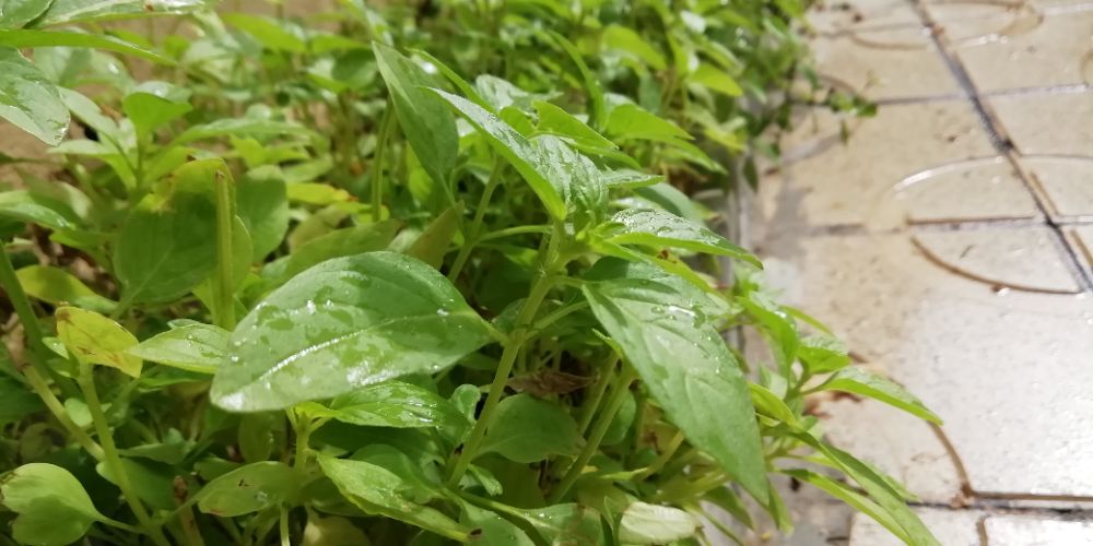 ریحانهای تابستانی