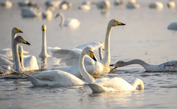 آدرس دقیق باغ پرندگان فریدونکنار | مشخصات پرندگان | ساعات بازدید | گالری عکس