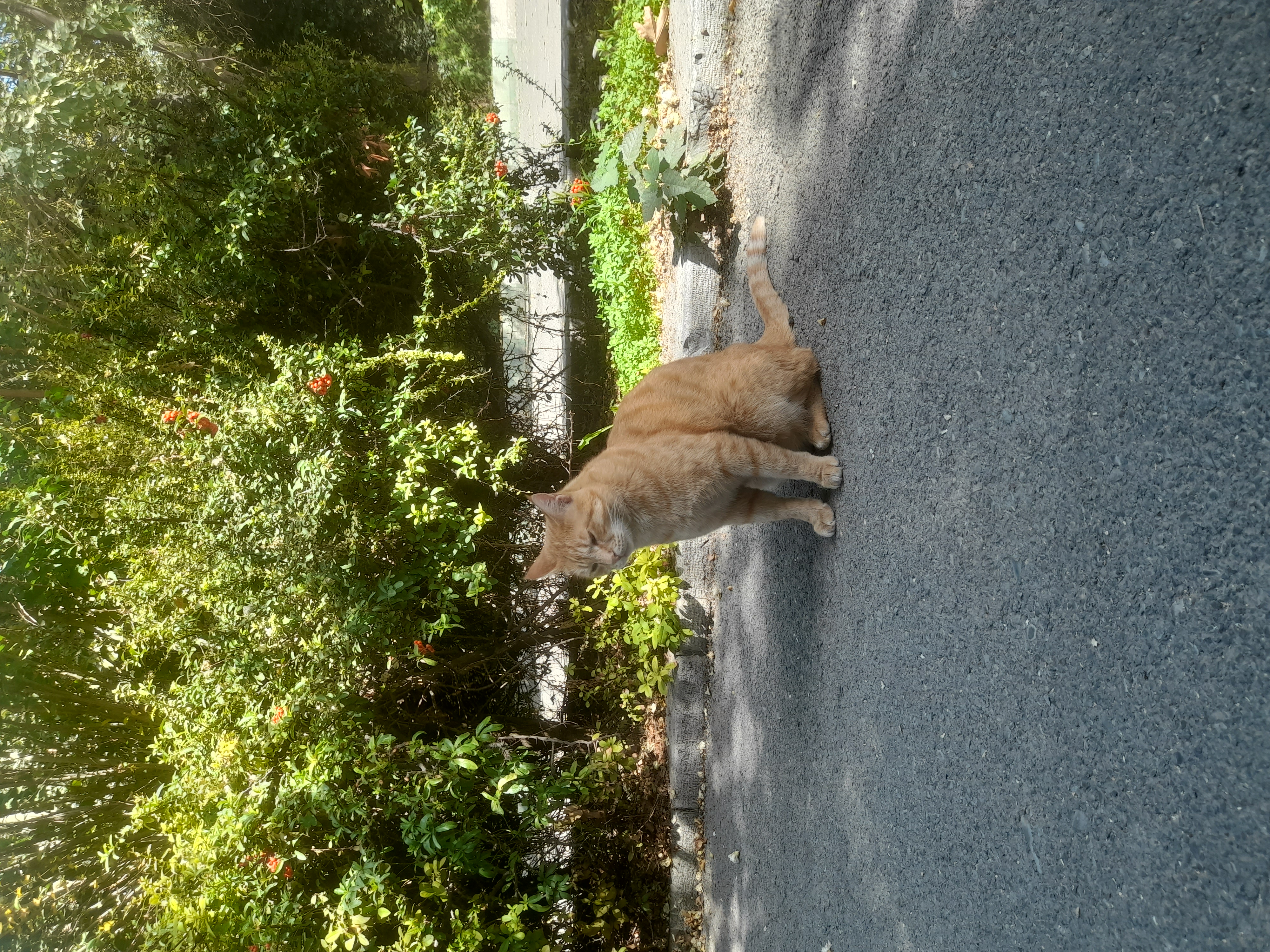 از تامز تا انقلاب