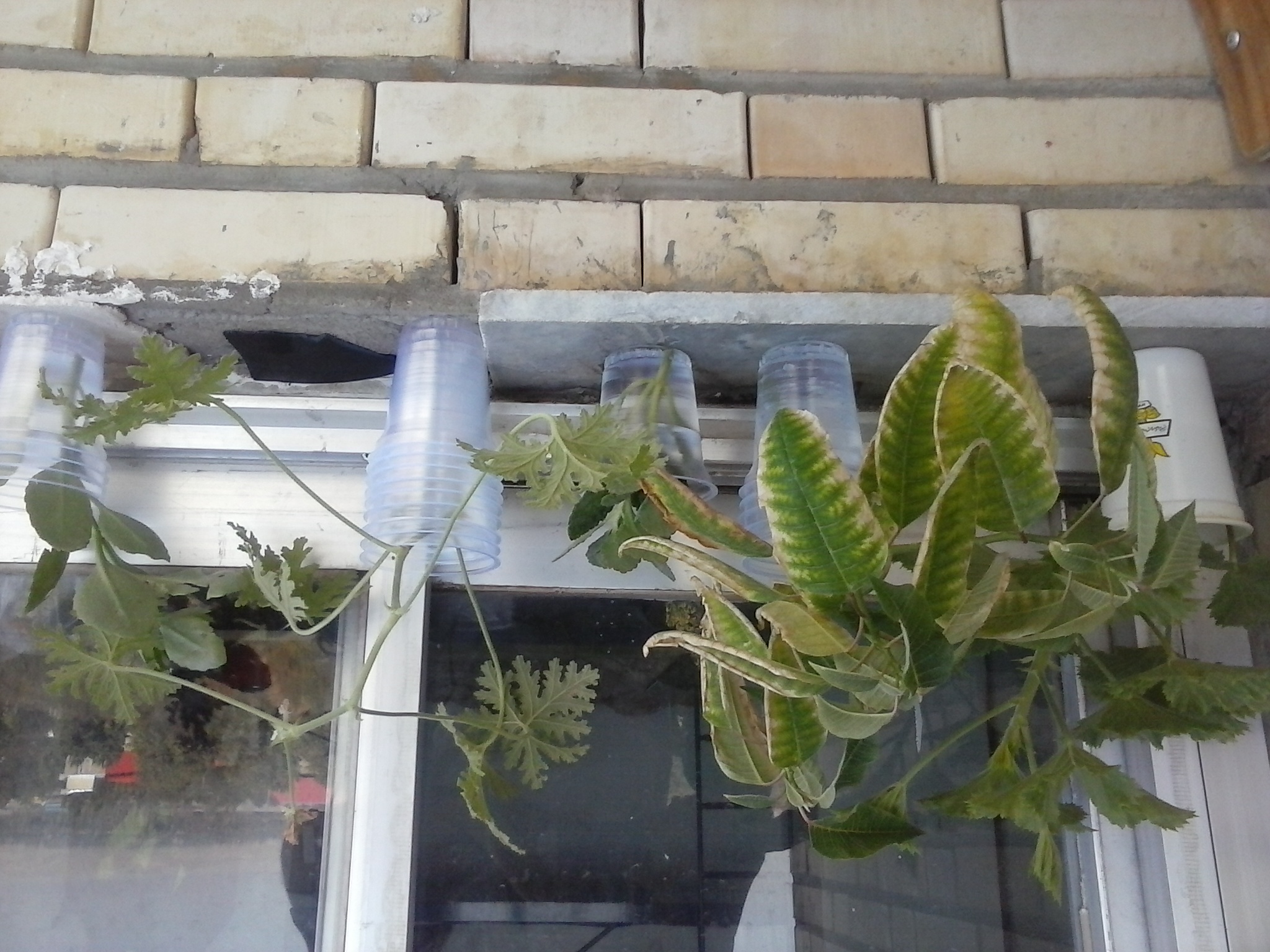 گلدونهام - لبه پنجره خوابگاه - مهر ۱۳۹۳ - ارومیه