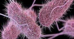 آیا میدانید سالمونلا چیست؟