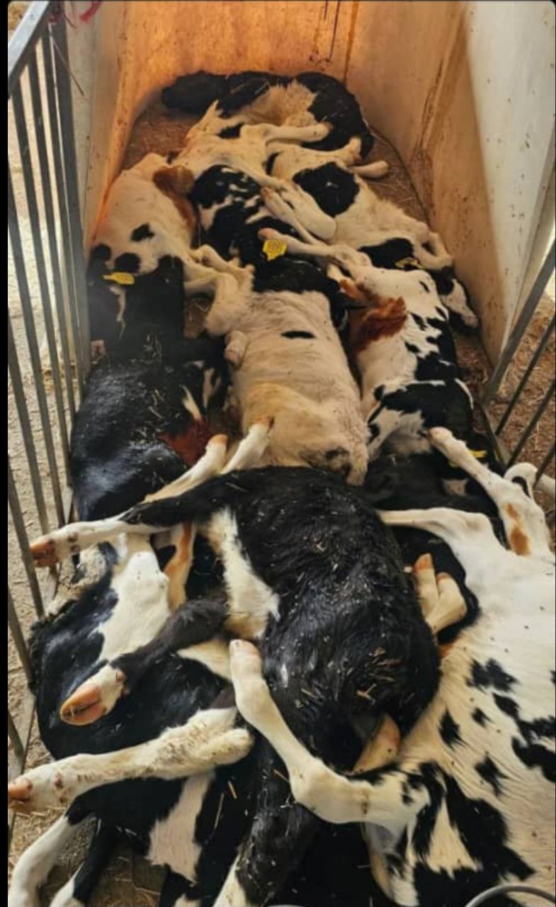 کارشناسان هشدار میدهند که هنوز مشخص نیست کدام سویهها و تاپوتایپهای ویروس در کشور غالب هستند.