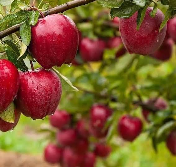 آقایان! سیب نکارید، نهال نکارید، آب نیست.