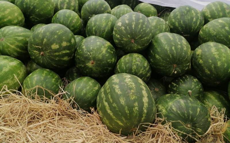 خرما آب می‌بلعد، حتی بیشتر از هندوانه!