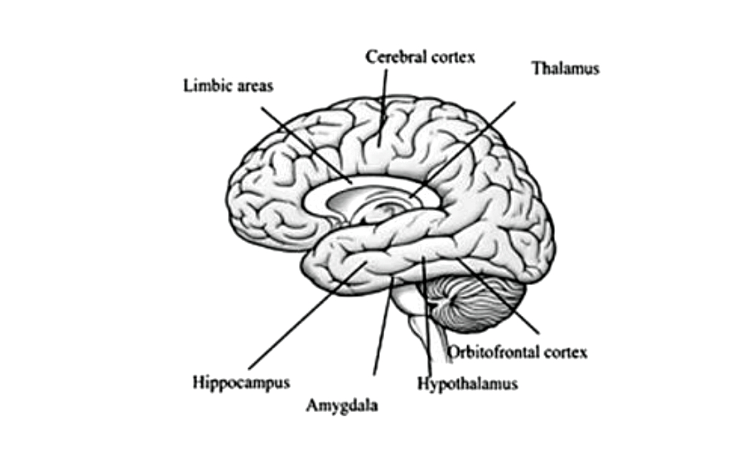 Human Brain