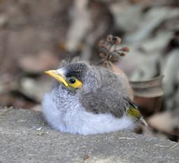 دردسر های من و شیلا