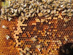 همه آنچه که از خلقت عسل باید بدانید