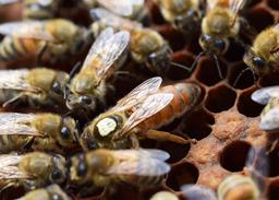 معرفی ملکه به کندوی زنبور عسل توسط زنبوردار