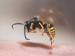 خطرات زنبور گزیدگی و راههای درمان