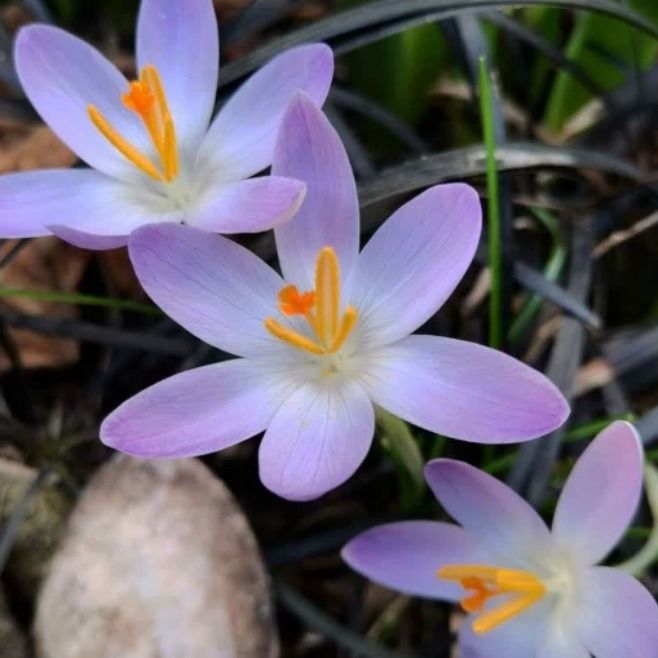 سپیده دم اندیشه