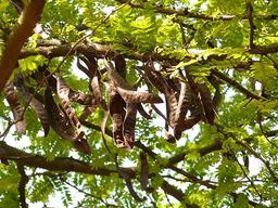 خرنوب و خواص ان برای مردان و طریقه استفاده