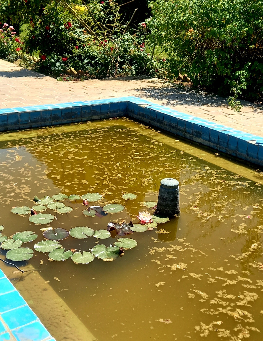 حوض عمارت حاج حسین ملک این ها:) از اون عمارت به اون بزرگی این حوض نیلوفری رو خیلی دوست داشتم...