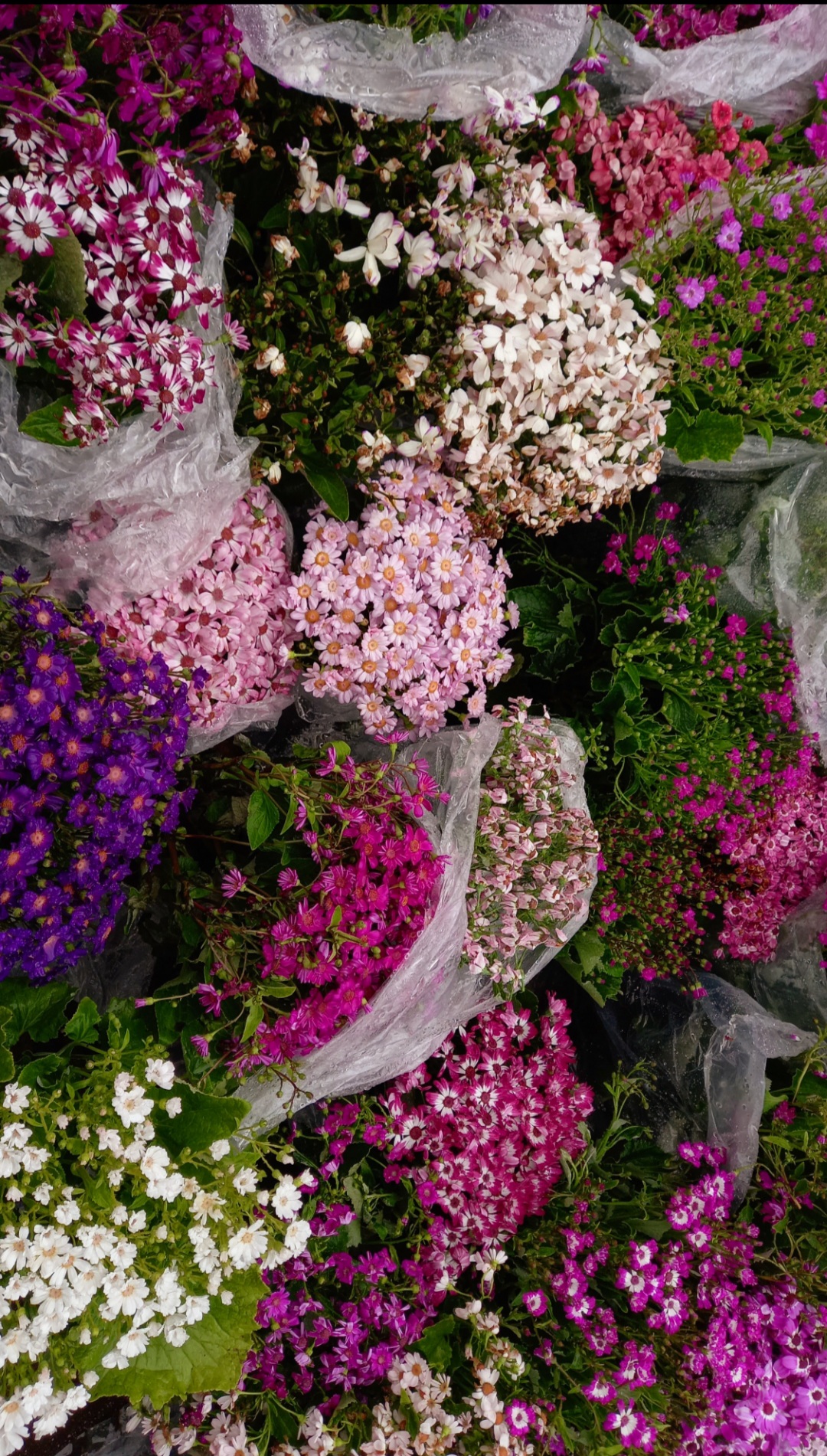 گل ها کنار همدیگه یه جور دیگه قشنگن