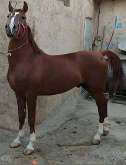 سیلمی اصیل و فاخر کرد بیقرار صدری