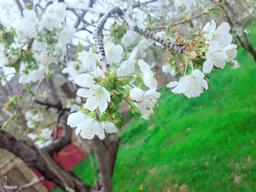 بهار یا درخت...شما کدام یک هستید؟!