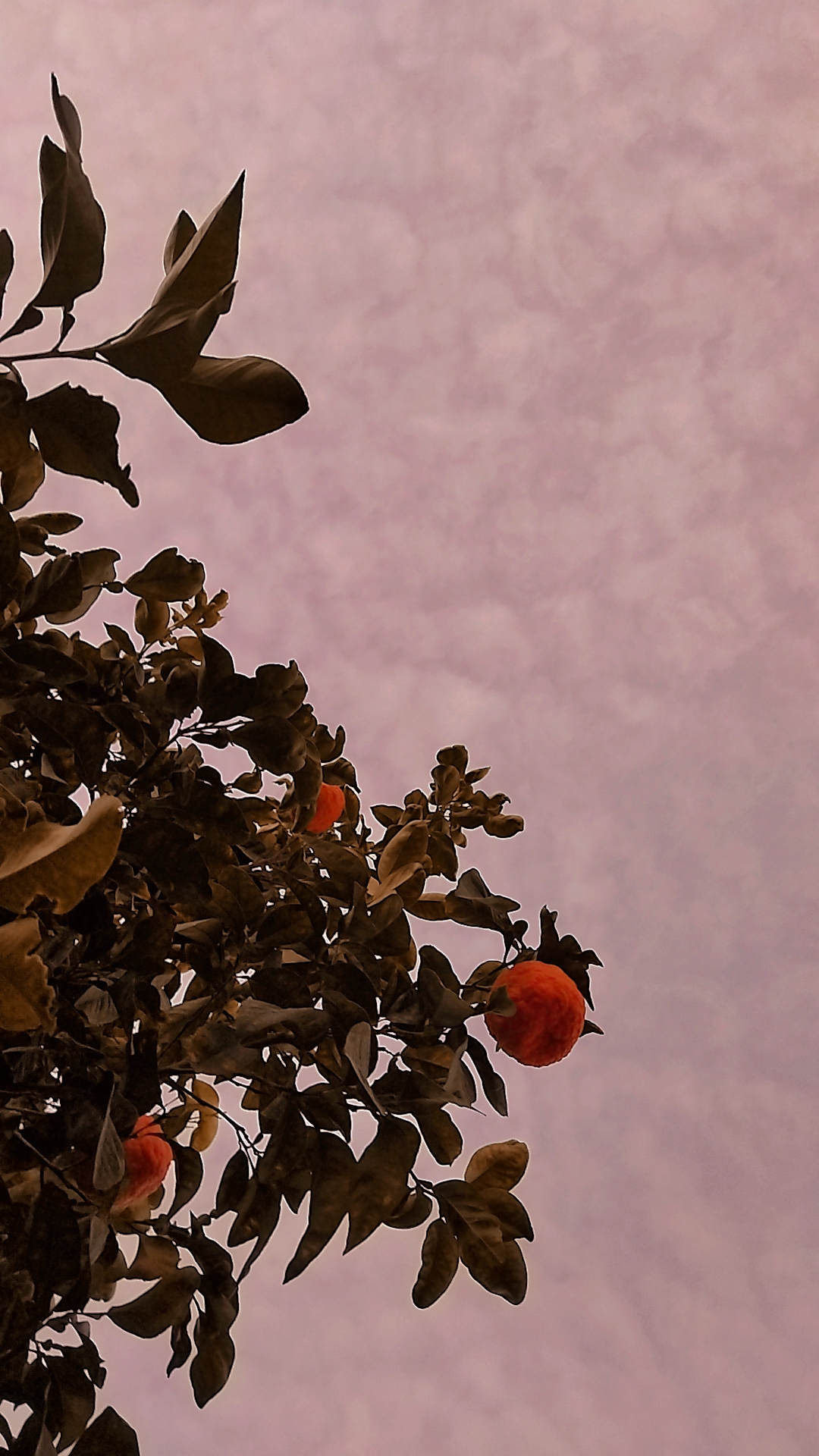 بیاید عکس بذاریم ...