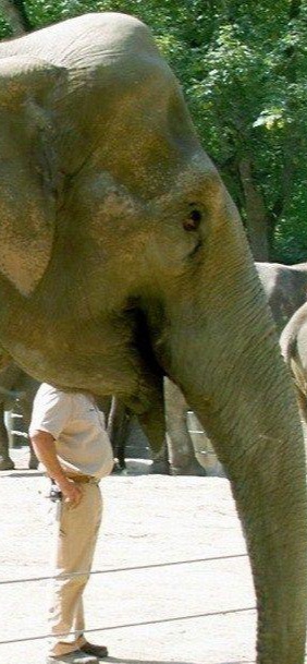 خطای دید طنز!