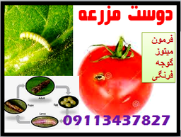 فرمون مینوز گوجه فرنگی ارگانیک و دوست مزرعه