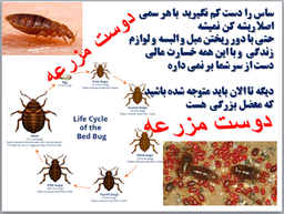 ساس حشره موذی و کلافه کننده  (دوست مزرعه)