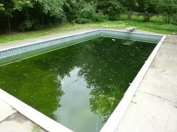 چگونه به سرعت از شر جلبک در استخر خلاص شویم