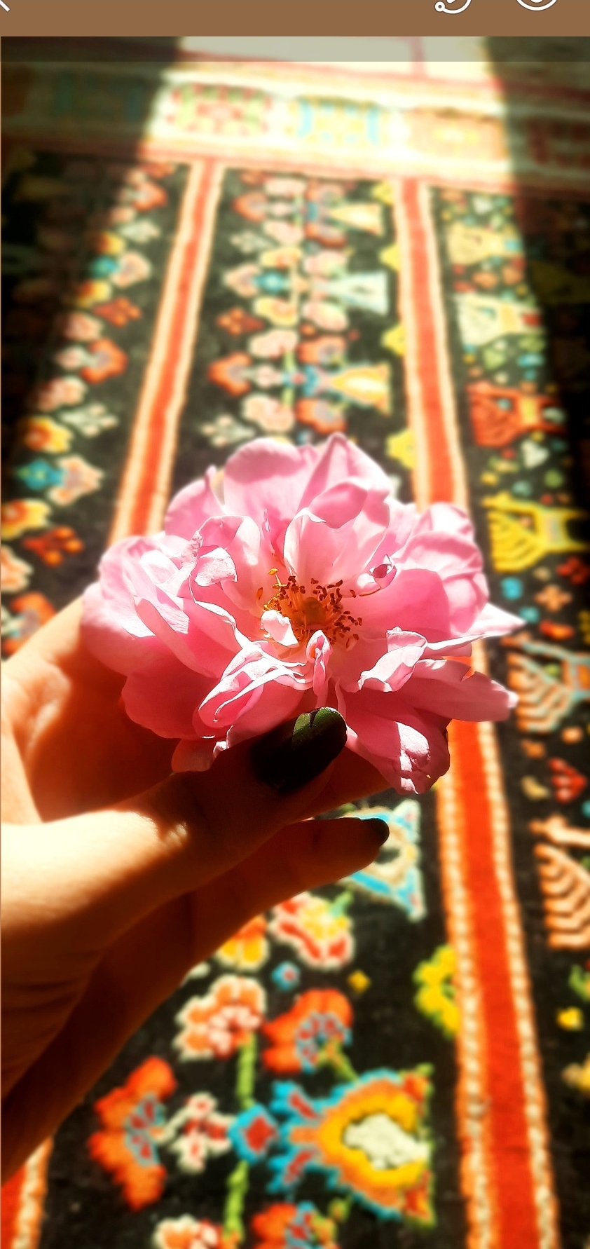 گل محمدی