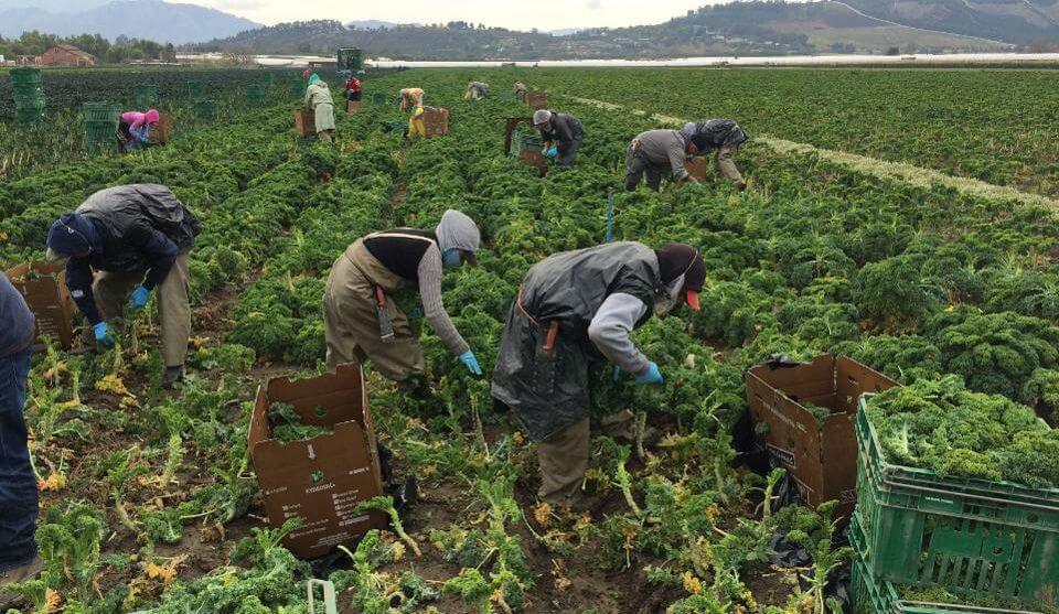 کمپانی Full Harvest به کشاورزان برای فروش محصولات مازاد و غیر جذابشان کمک می‌کند