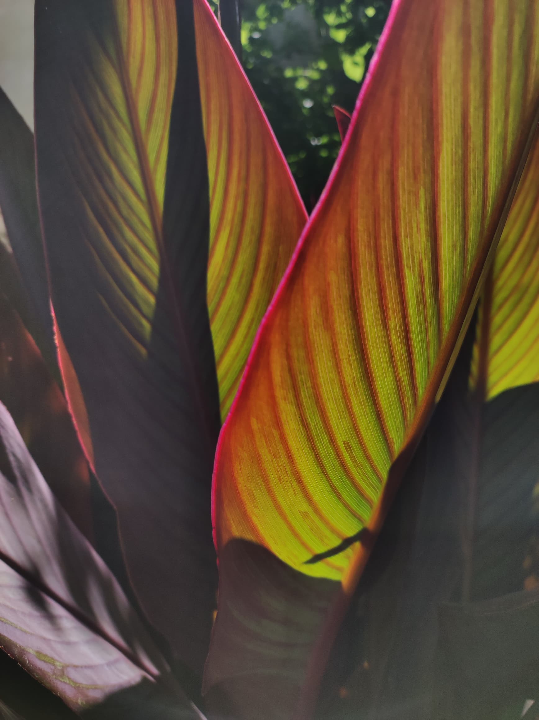 یکی از زیباترین گیاه هایی که در رشد کردن بی چشمداشت است