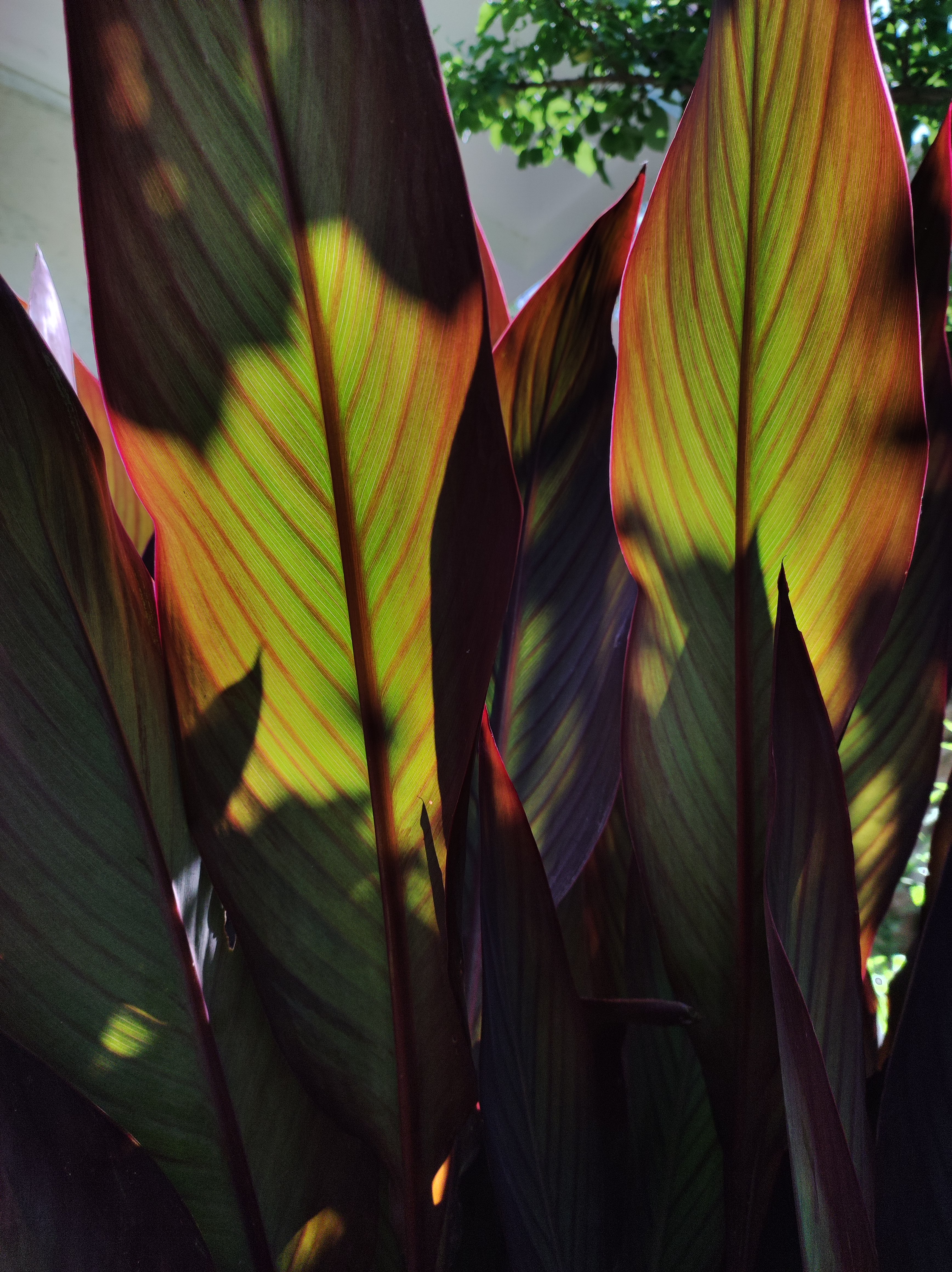 گیاه/ گل اختر - Cannas