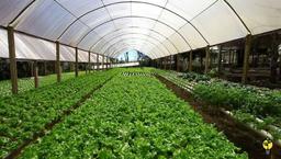 هزینه ساخت و احداث گلخانه در سال 1402