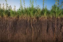 تعریف شما از رشد  چیست؟