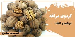 خرید گردو از کدام شهر و از چه طریقی بهتر است؟