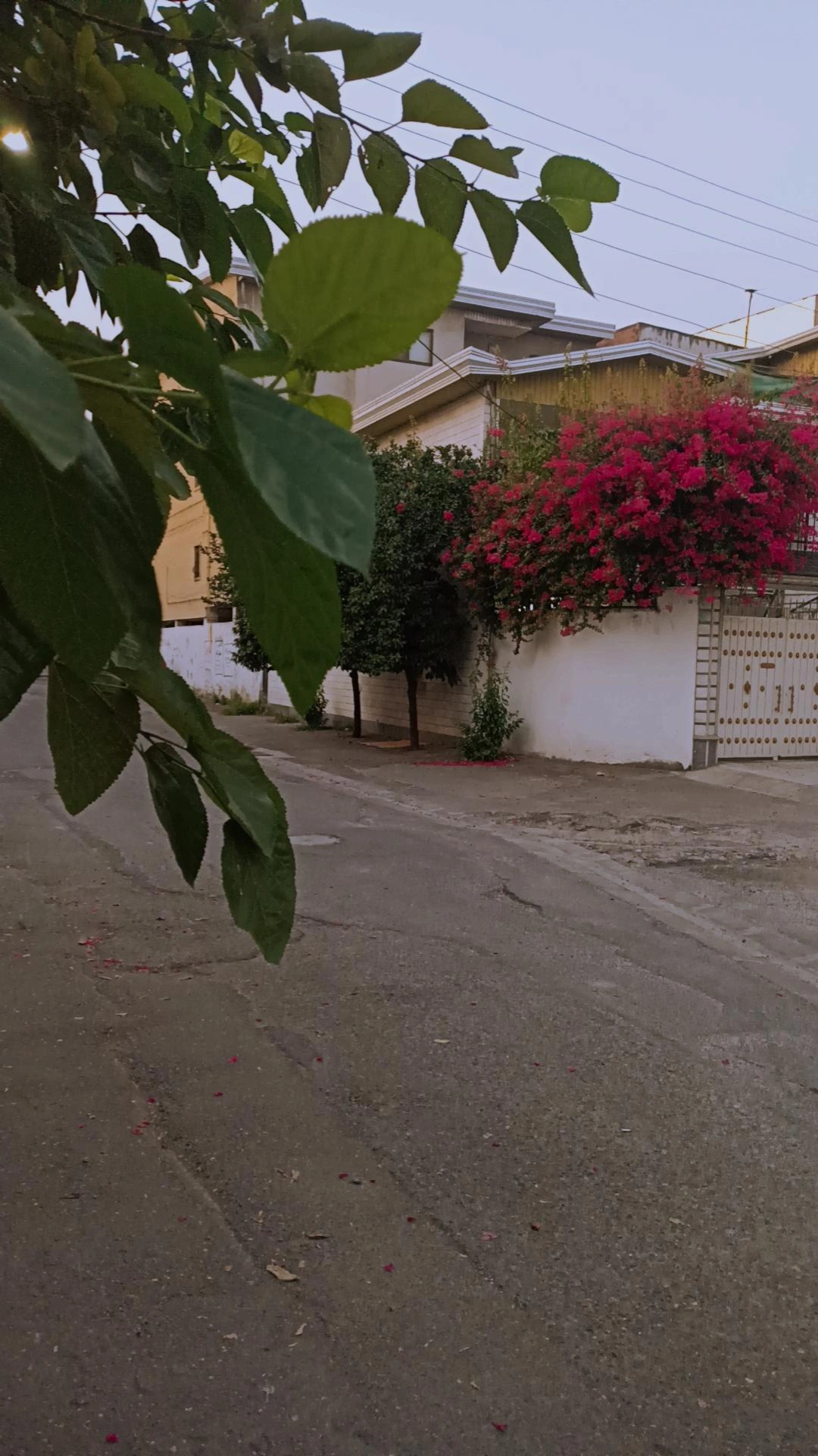 این گلا رو توی شمال زیاد میبینی تو حیاط‌ها و خونه‌ها. نمیدونم اسمشون چیه؟ کسی میدونه؟