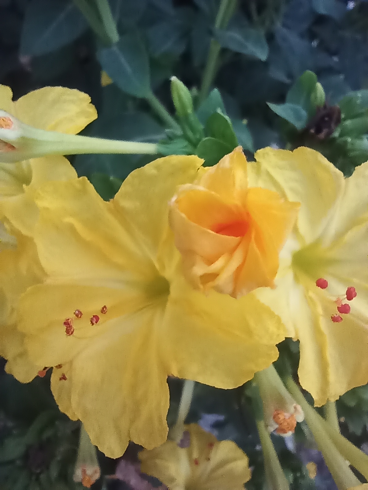 یادمه کلاس چهارم ابتدایی بودم. یه روز گرم تابستونی بود، با دوستامون توی حیاط دراندشت مدرسه‌مون استوپ هوا بازی میکردیم، اون روز یکی از همکلاسیام بهم گفت، رنگ موردعلاقه‌اش، زرده. از اون موقع هر وقت رنگ زرد و میبینم یاده رویا میوفتم. قبل از رویا همه‌ی بچهای دیگه میگفتن رنگ صورتی دوس دارن یا نهایتا بنفشی چیزی ولی اون اولین بار باعث شد بفهمم که رنگ زردم خیلی قشنگه :)