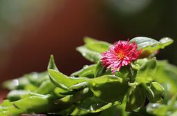 گلی از یخ ساخت