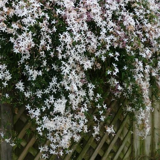 درخت گل یاس🌷