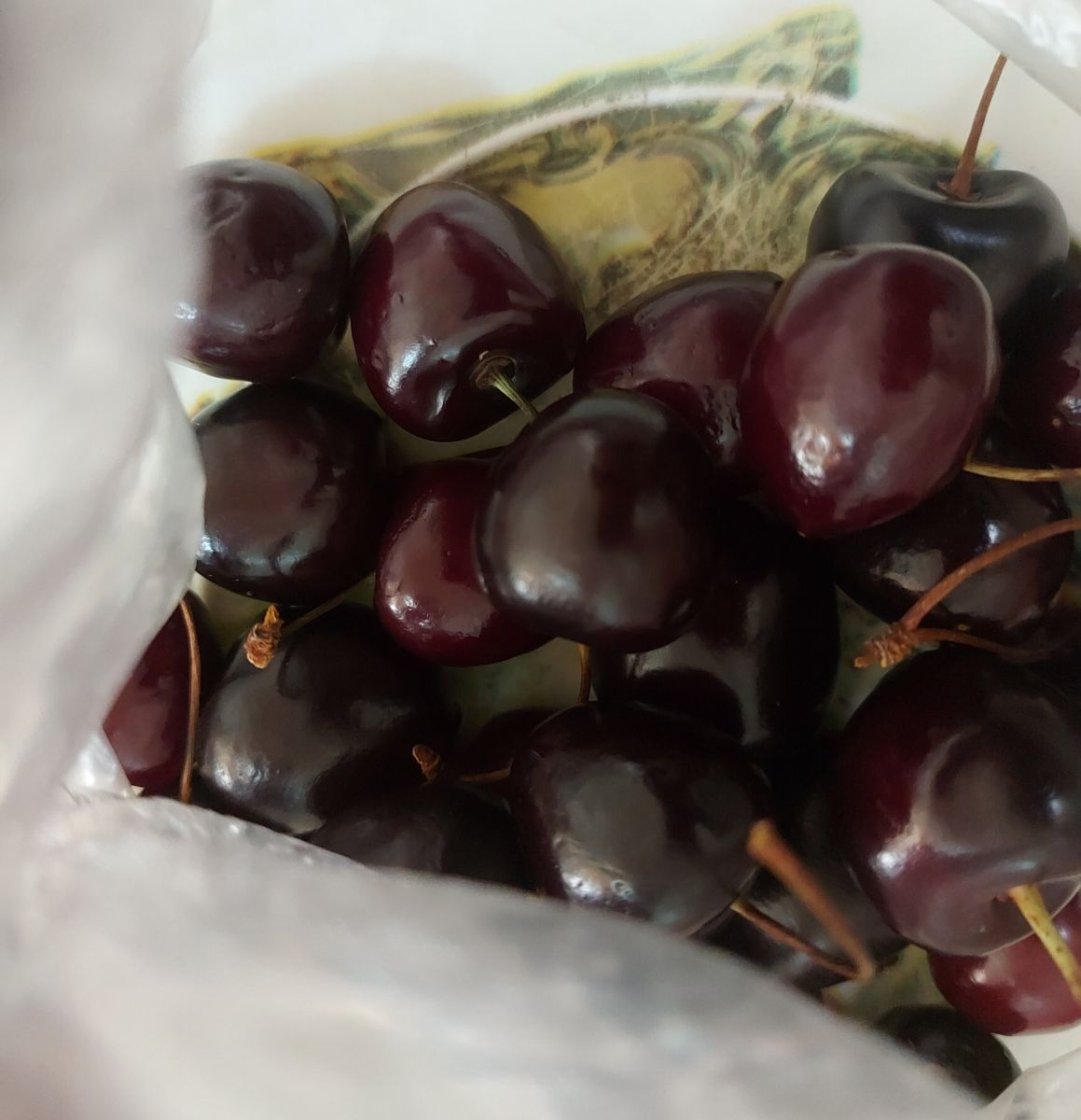 تنها گیلاس تابستون ۱۴۰۳