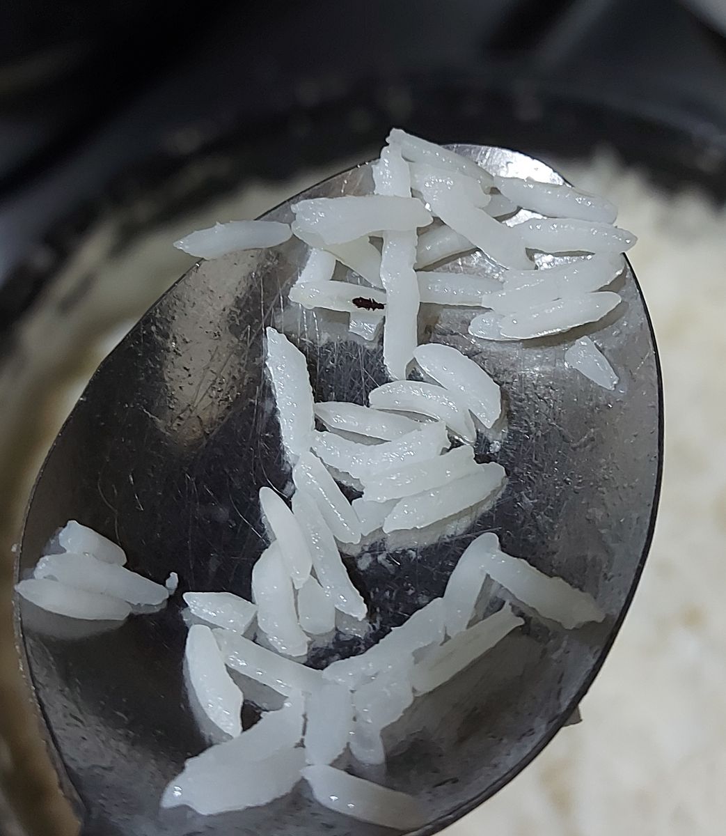 برنج با حشرات خوشمزه