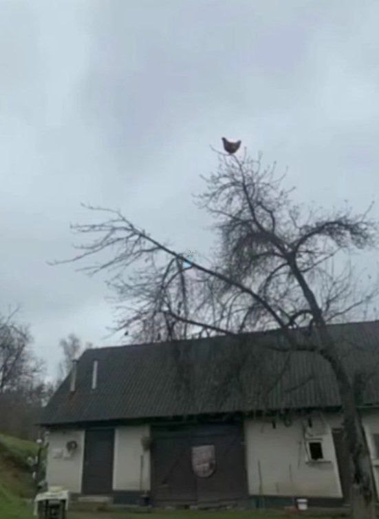 دهان تباه بوسه‌ها