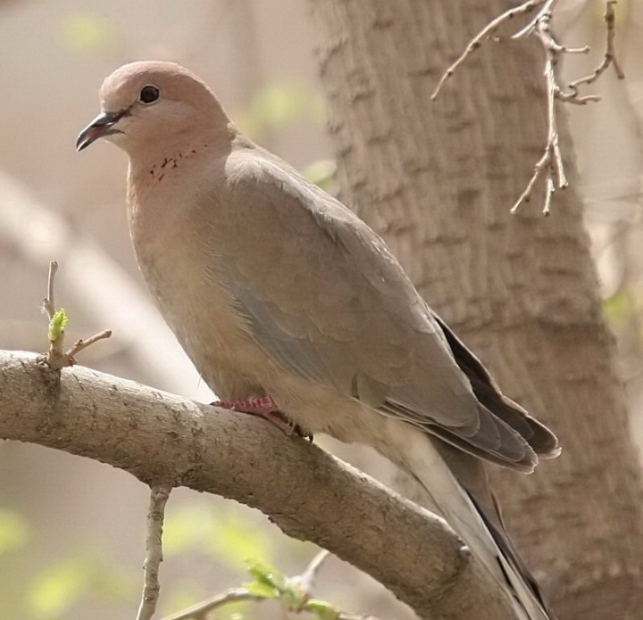 سپیدی بی نام