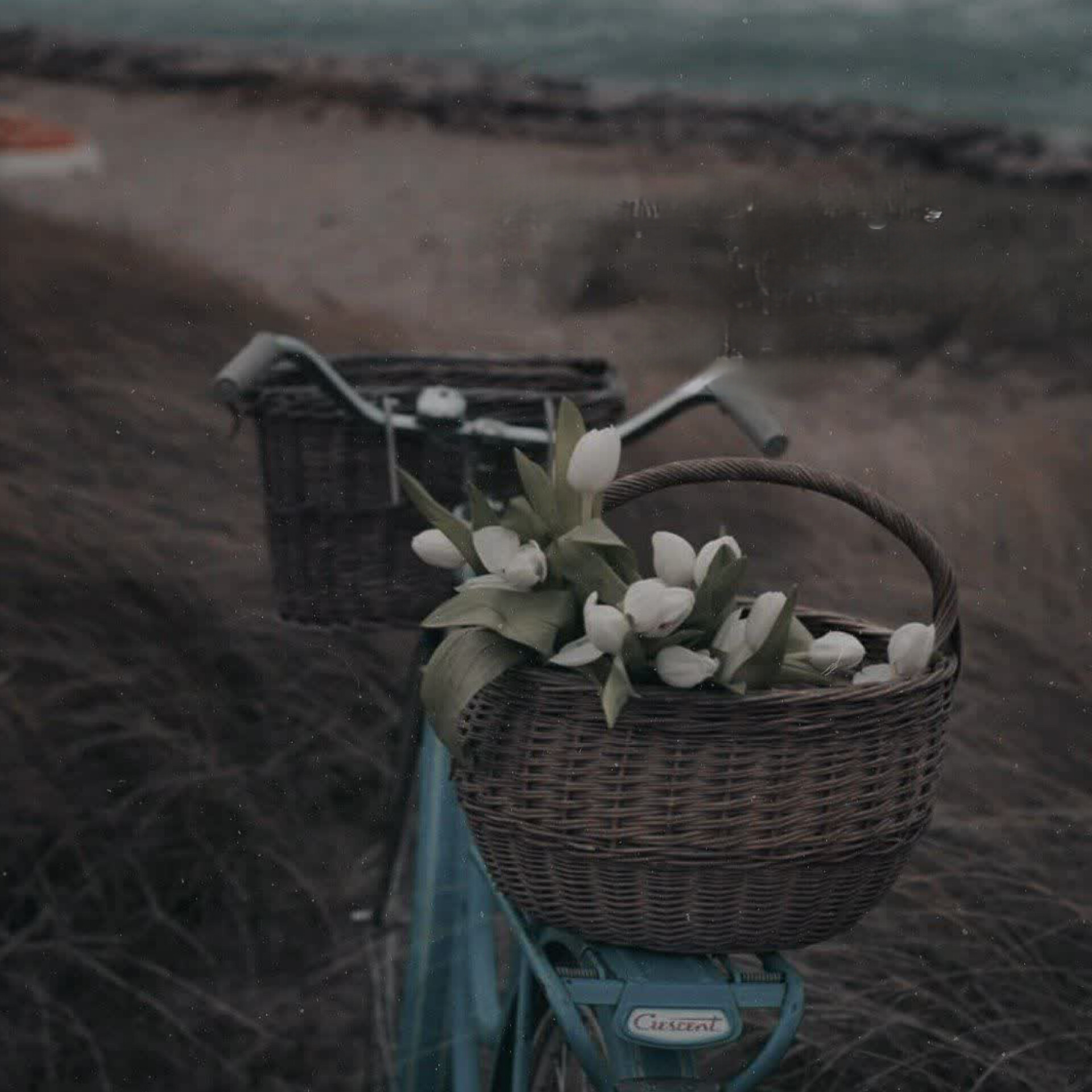 کسی گل سرخ خلوت مرا