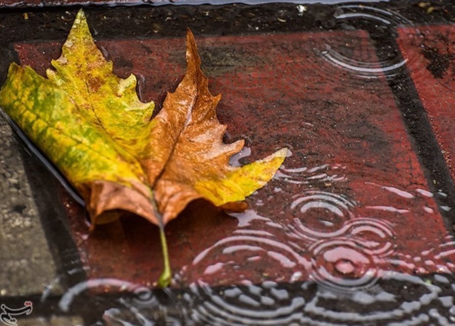 و گاهی سکوت